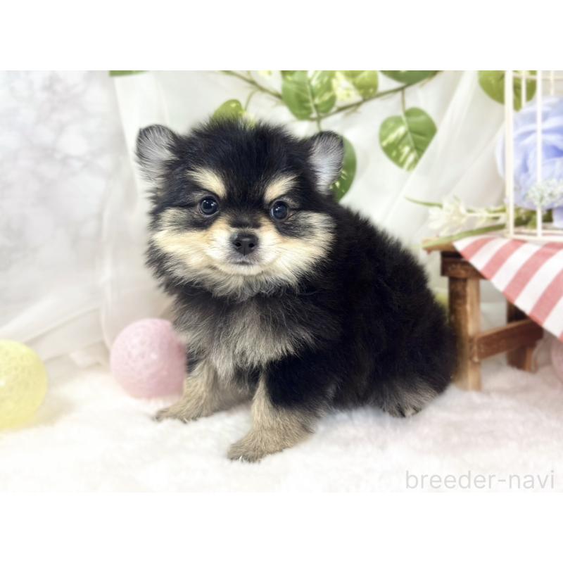 成約済の滋賀県のポメチワ:ポメラニアン×チワワ-439709の2枚目