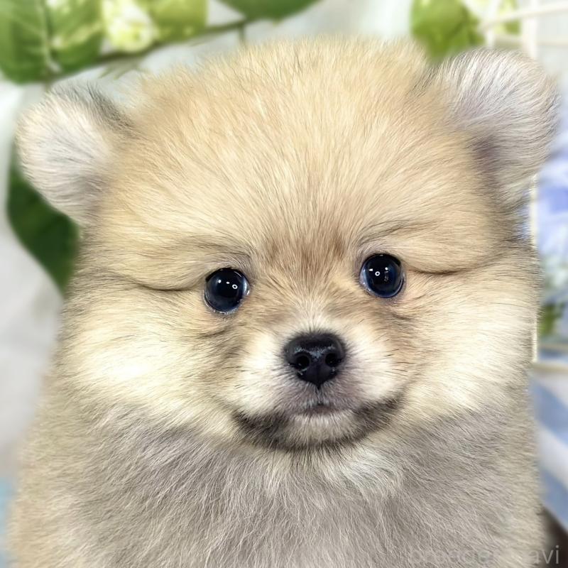 成約済の滋賀県のポメチワ:ポメラニアン×チワワ-439712の1枚目