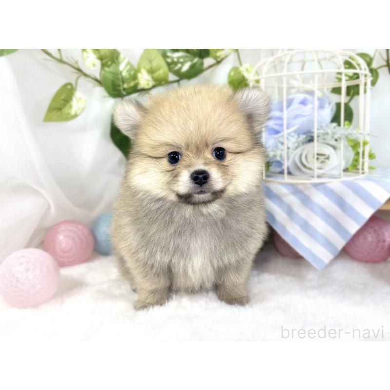 成約済の滋賀県のポメチワ:ポメラニアン×チワワ-439712の4枚目