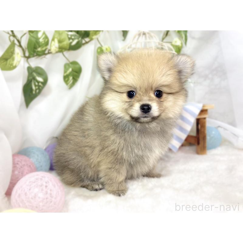 成約済の滋賀県のポメチワ:ポメラニアン×チワワ-439712の3枚目