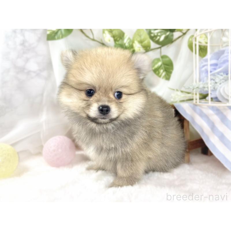 成約済の滋賀県のポメチワ:ポメラニアン×チワワ-439712の2枚目