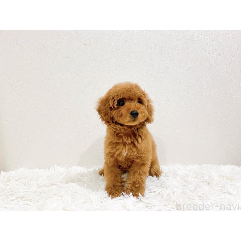 成約済の滋賀県のタイニープードル-436830の7枚目