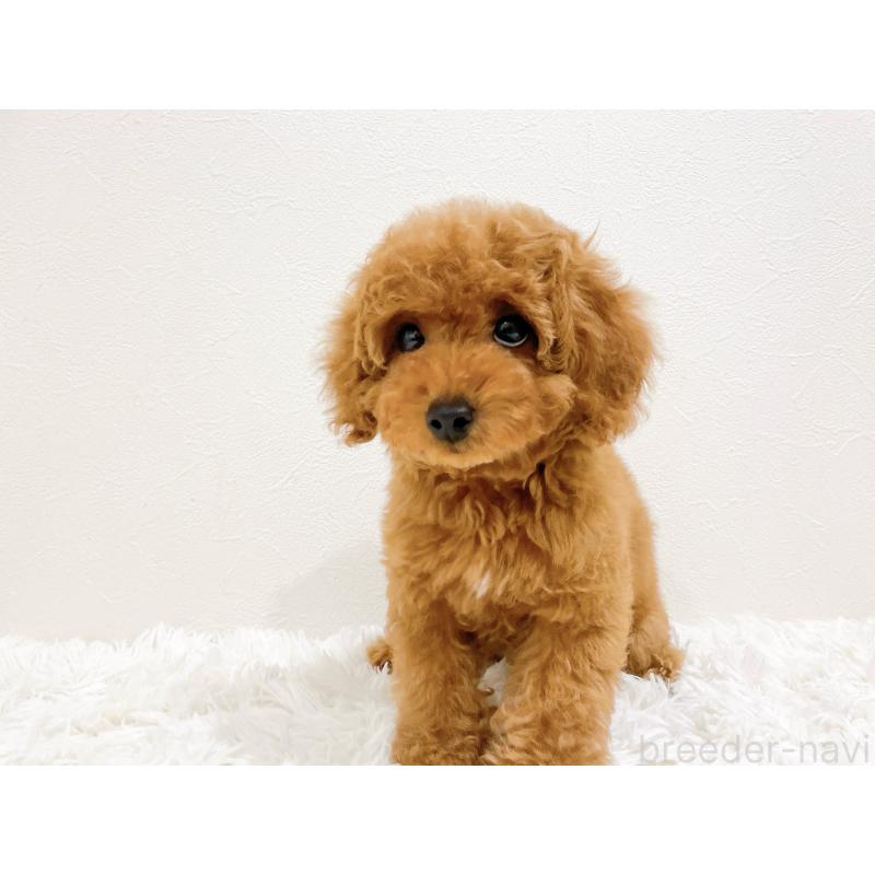 成約済の滋賀県のタイニープードル-436830の6枚目