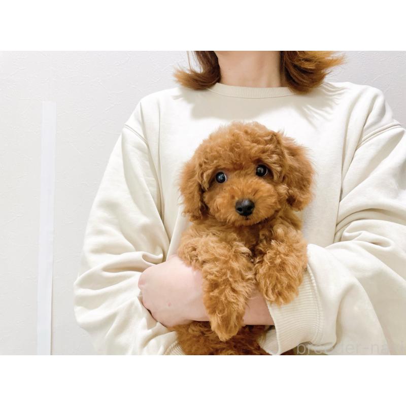 成約済の滋賀県のタイニープードル-436830の5枚目