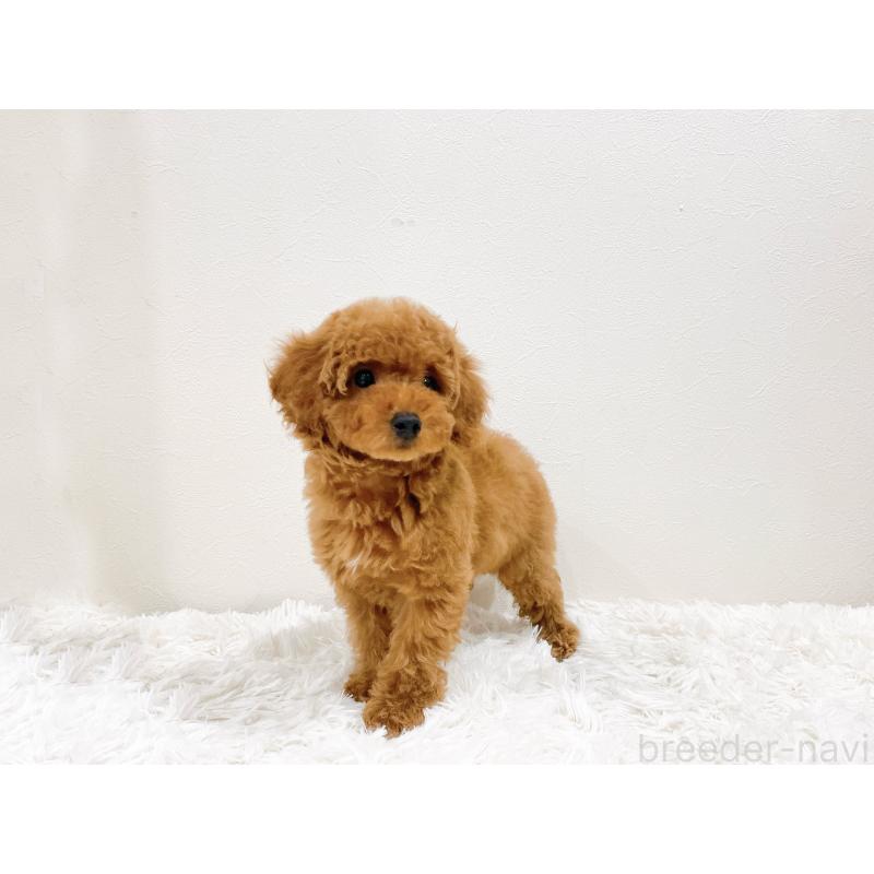 成約済の滋賀県のタイニープードル-436830の4枚目