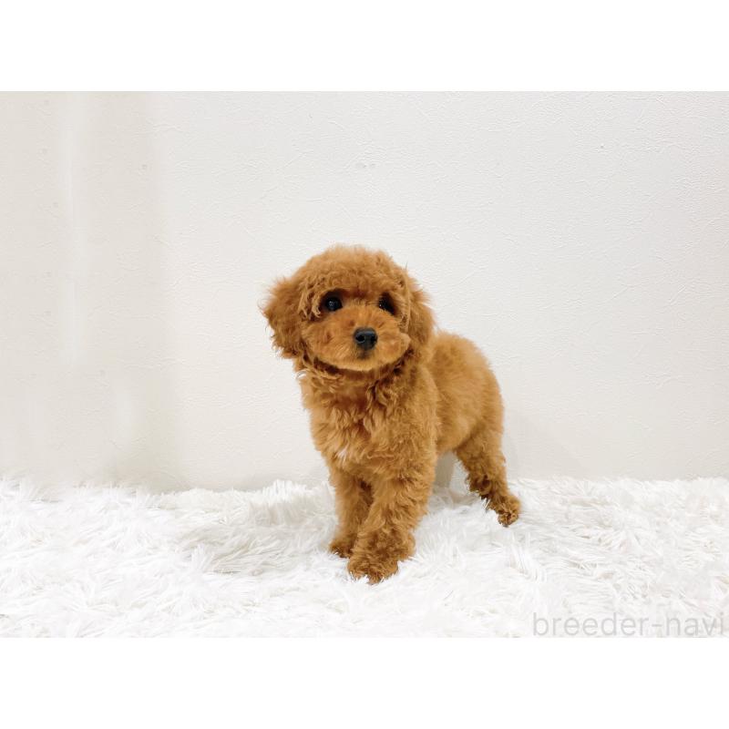 成約済の滋賀県のタイニープードル-436830の3枚目