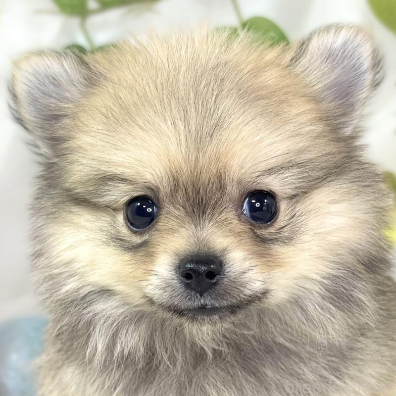 成約済の滋賀県のポメチワ:ポメラニアン×チワワ-439713の1枚目