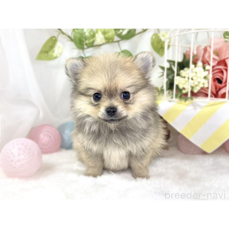成約済の滋賀県のポメチワ:ポメラニアン×チワワ-439713の4枚目
