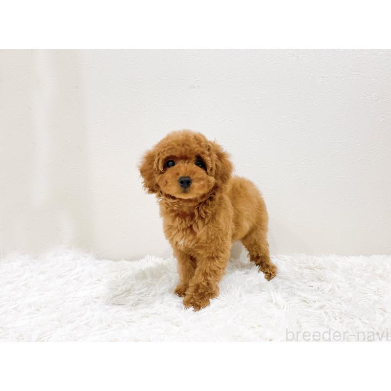 成約済の滋賀県のタイニープードル-436830の2枚目