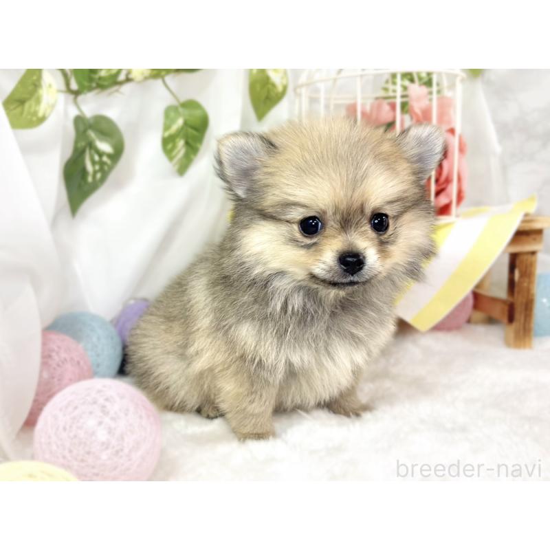 成約済の滋賀県のポメチワ:ポメラニアン×チワワ-439713の3枚目