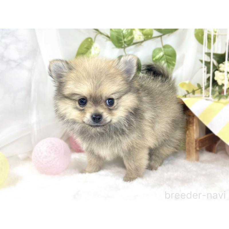 成約済の滋賀県のポメチワ:ポメラニアン×チワワ-439713の2枚目