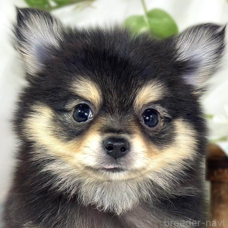 販売中の滋賀県のポメチワ:ポメラニアン×チワワ-439715