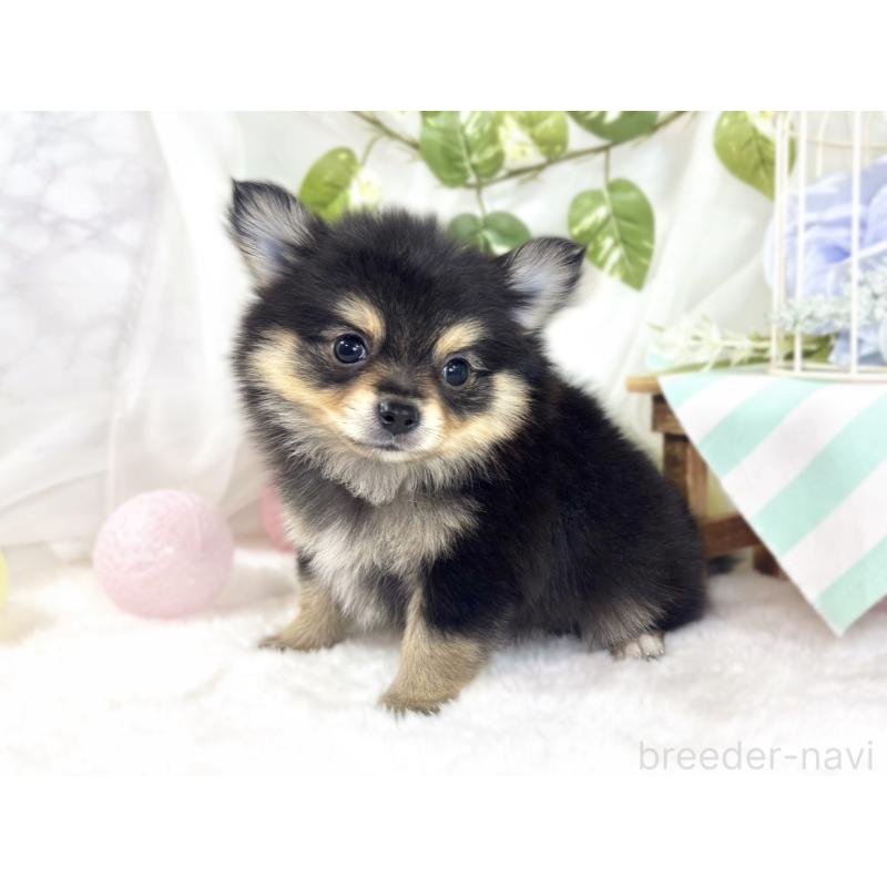 成約済の滋賀県のポメチワ:ポメラニアン×チワワ-439715の2枚目