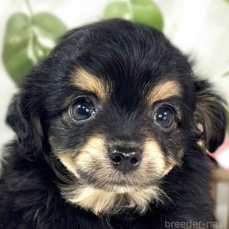 販売中ののチワプー:チワワ×トイプードル-439693