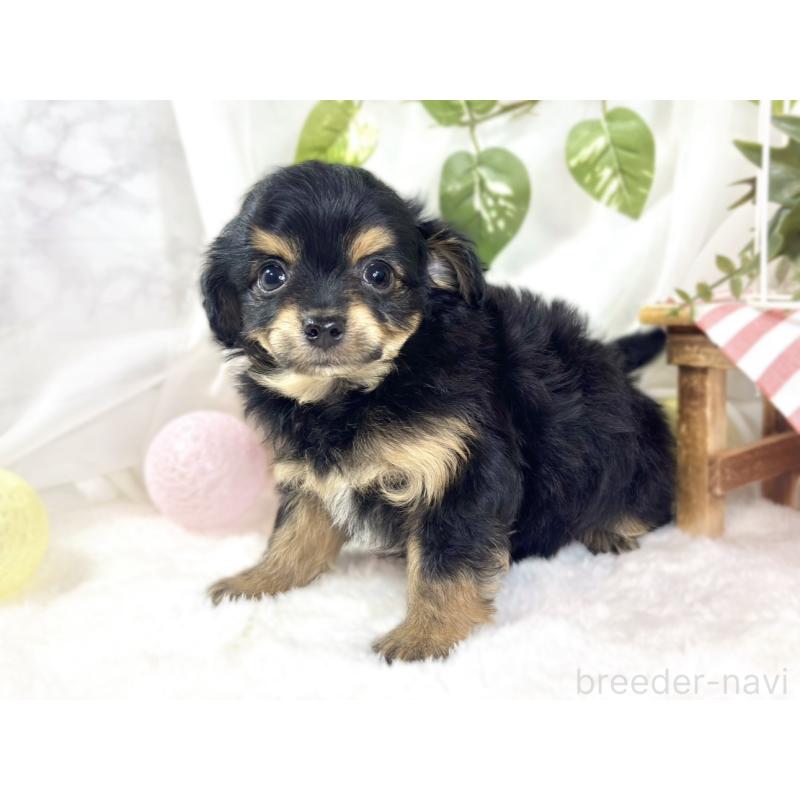 成約済の滋賀県のチワプー:チワワ×トイプードル-439693の2枚目