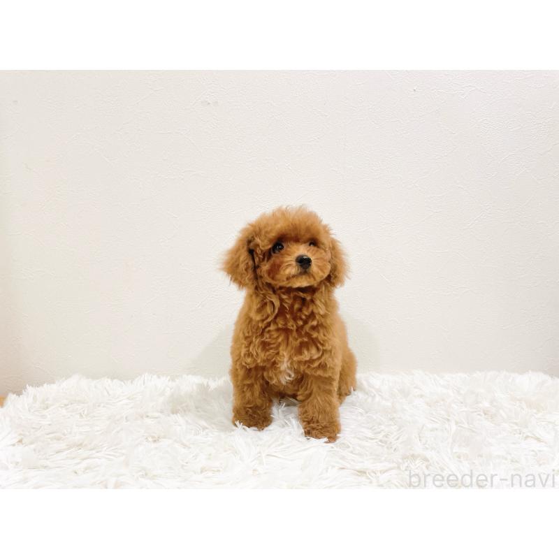 販売中の滋賀県のタイニープードル-436831の12枚目