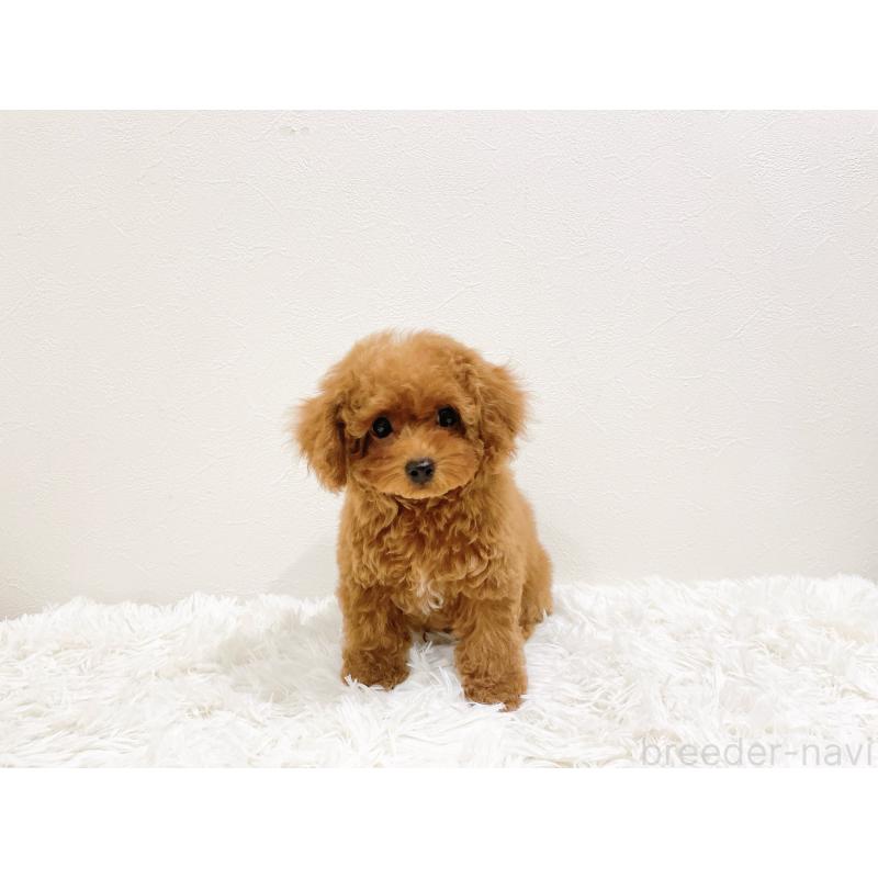 販売中の滋賀県のタイニープードル-436831の11枚目