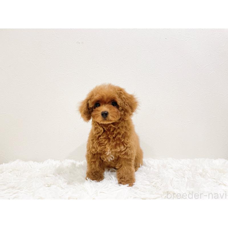 販売中の滋賀県のタイニープードル-436831の10枚目