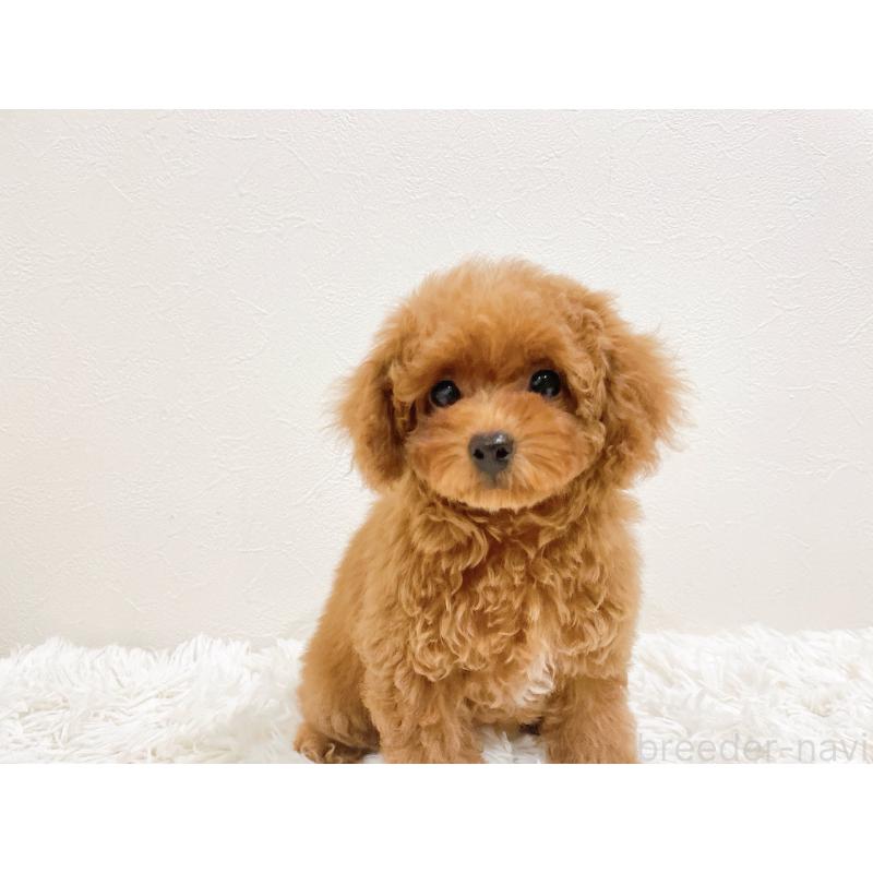 販売中の滋賀県のタイニープードル-436831の9枚目