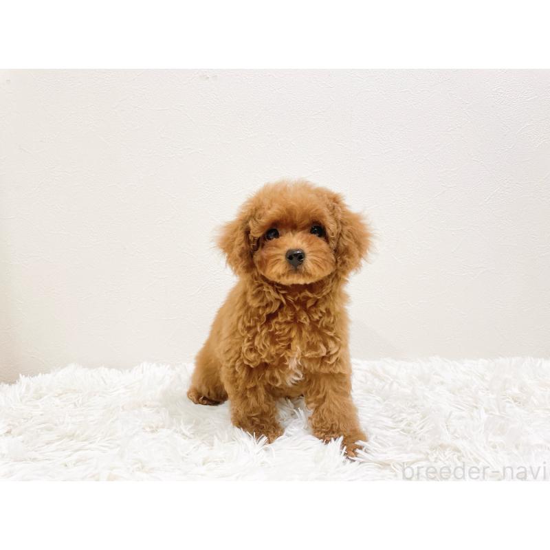 販売中の滋賀県のタイニープードル-436831の8枚目