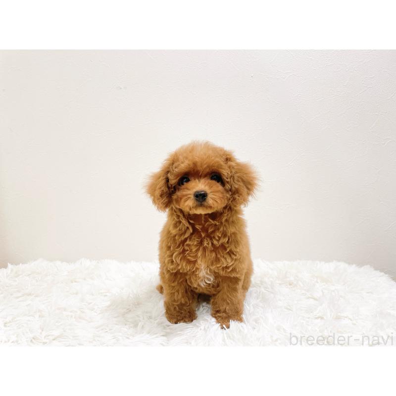 販売中の滋賀県のタイニープードル-436831の7枚目