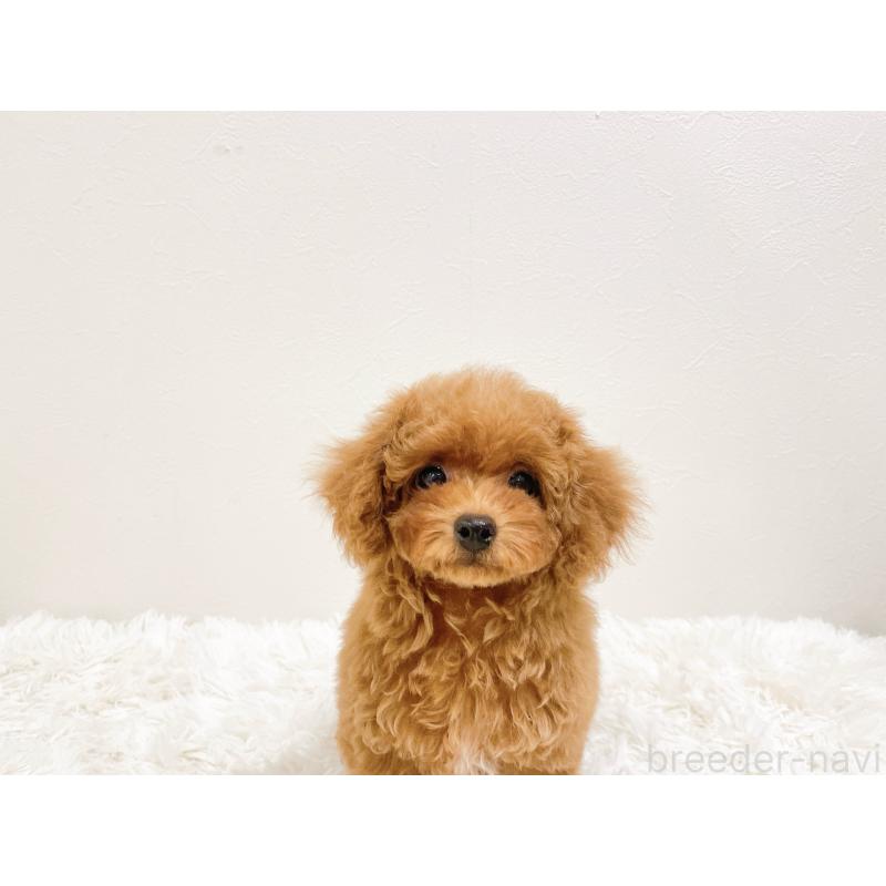 販売中の滋賀県のタイニープードル-436831の6枚目