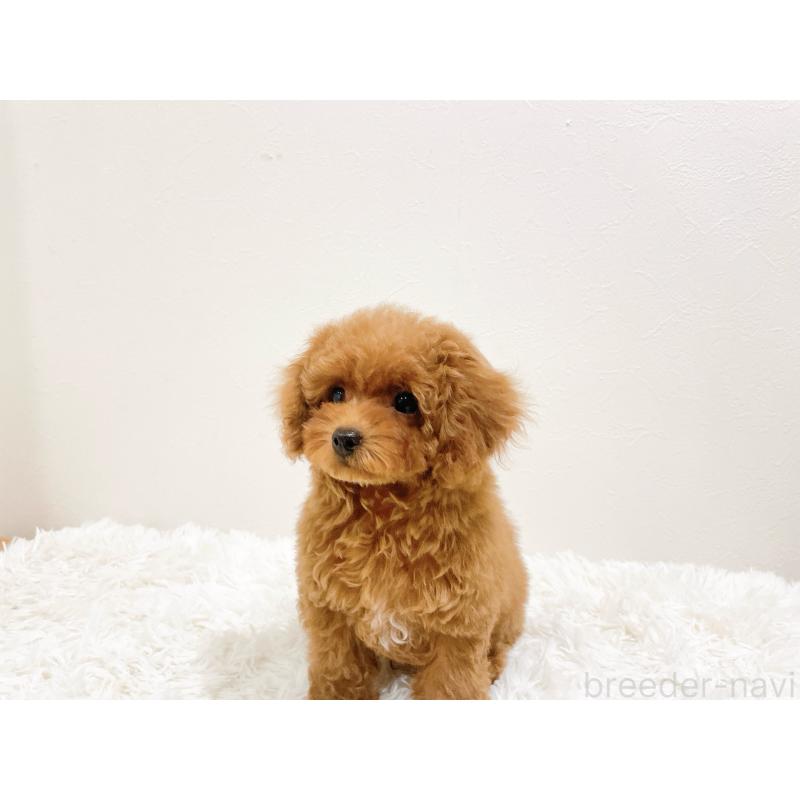 販売中の滋賀県のタイニープードル-436831の5枚目