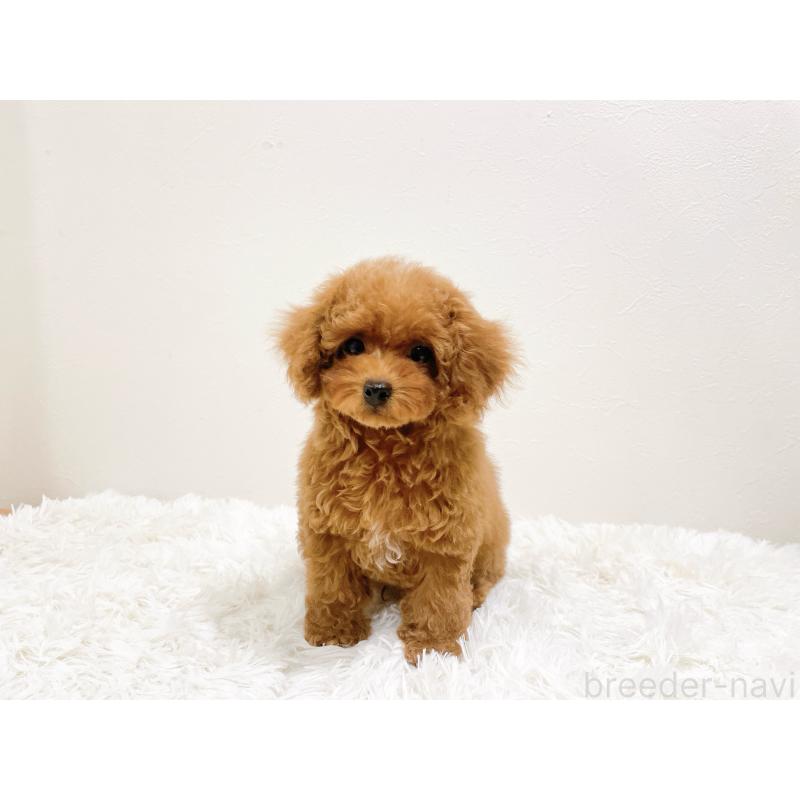 販売中の滋賀県のタイニープードル-436831の4枚目