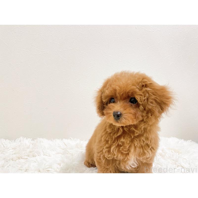 販売中の滋賀県のタイニープードル-436831の3枚目