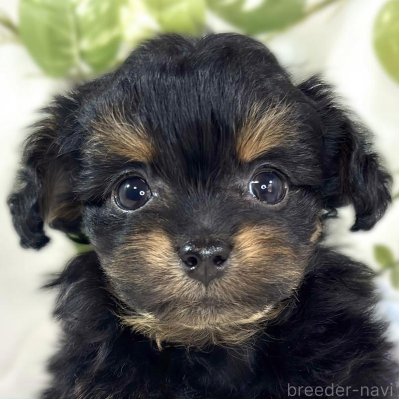 販売中の滋賀県のチワプー:チワワ×トイプードル-439694