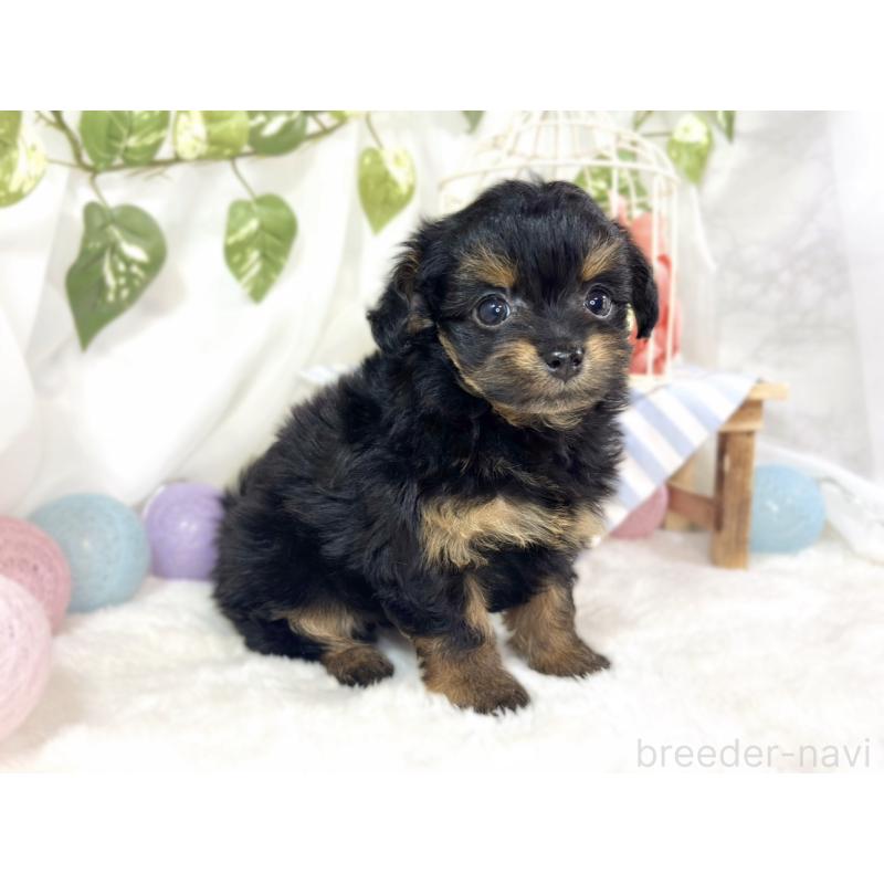 成約済の滋賀県のチワプー:チワワ×トイプードル-439694の3枚目