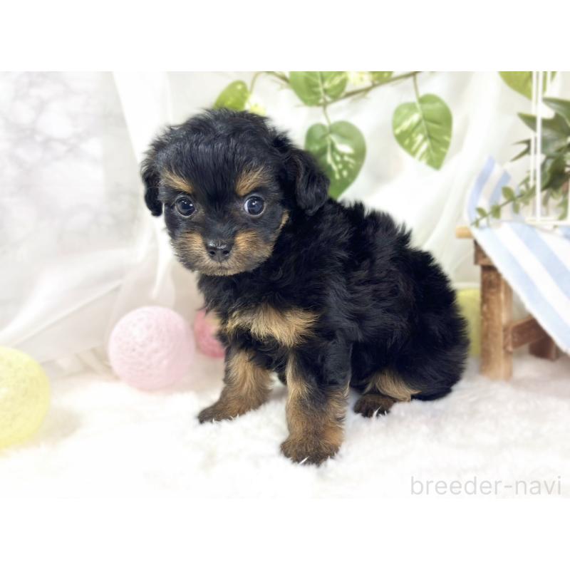 成約済の滋賀県のチワプー:チワワ×トイプードル-439694の2枚目