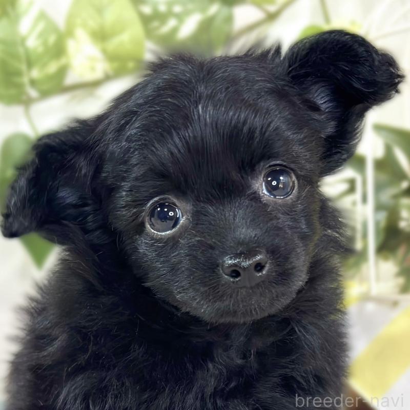 販売中の滋賀県のチワプー:チワワ×トイプードル-439697