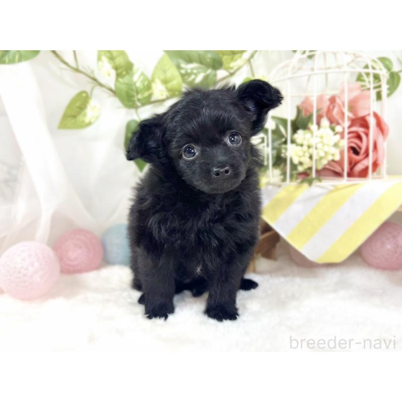 成約済の滋賀県のチワプー:チワワ×トイプードル-439697の4枚目