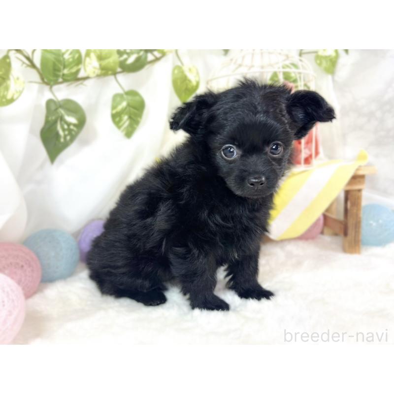 成約済の滋賀県のチワプー:チワワ×トイプードル-439697の3枚目