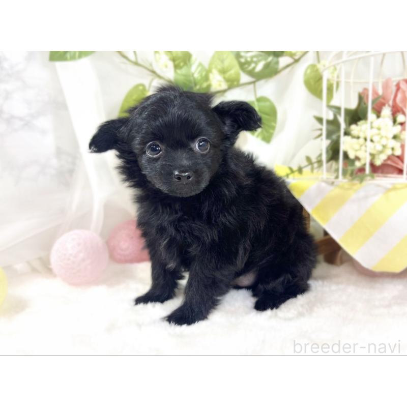 成約済の滋賀県のチワプー:チワワ×トイプードル-439697の2枚目