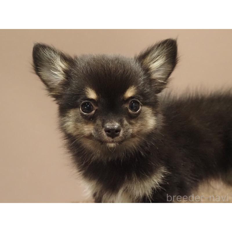 販売中の愛知県のチワワ(ロングコート)-433298の6枚目