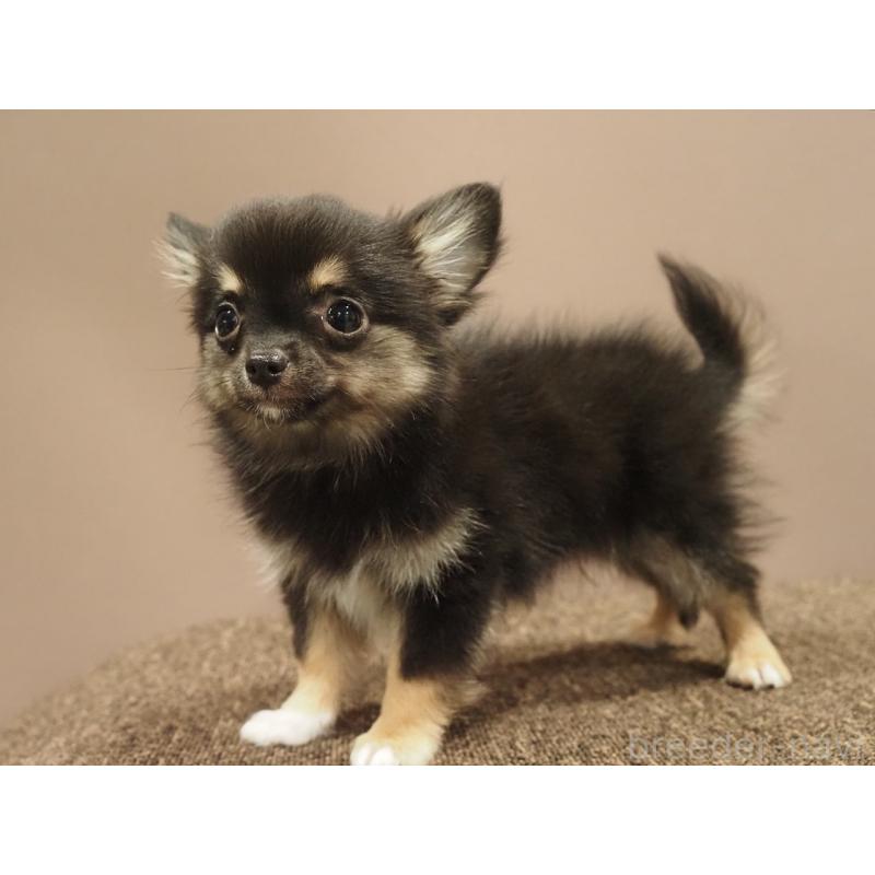 販売中の愛知県のチワワ(ロングコート)-433298の5枚目