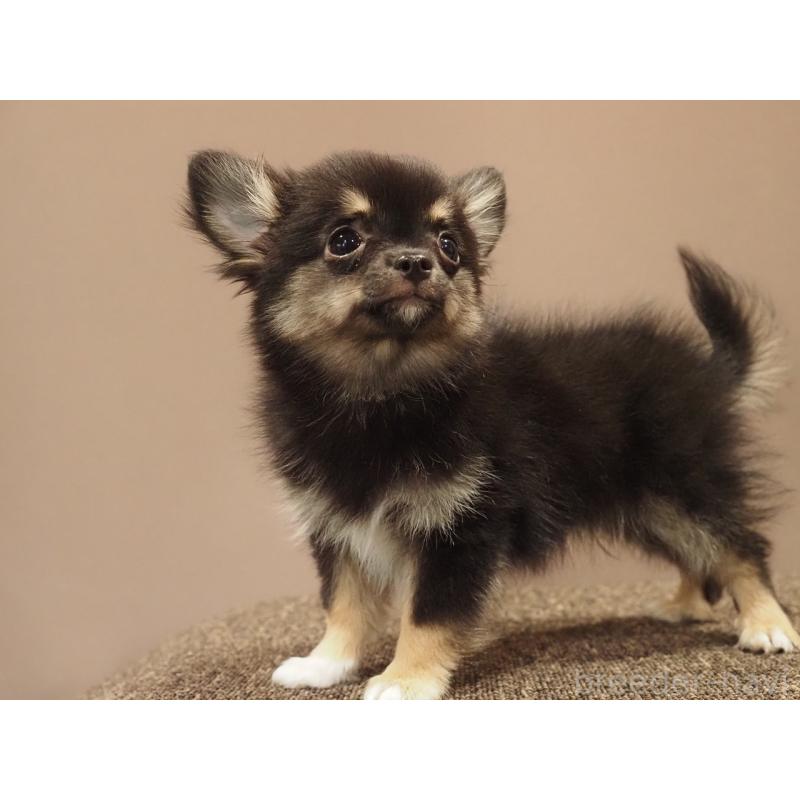 販売中の愛知県のチワワ(ロングコート)-433298の4枚目