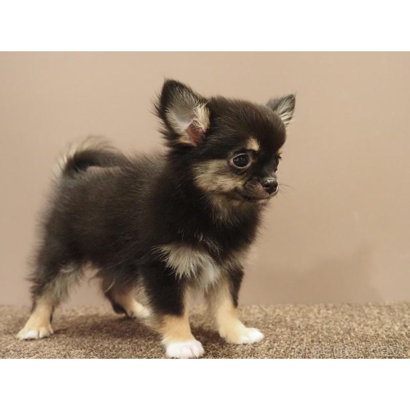 販売中の愛知県のチワワ(ロングコート)-433298の3枚目