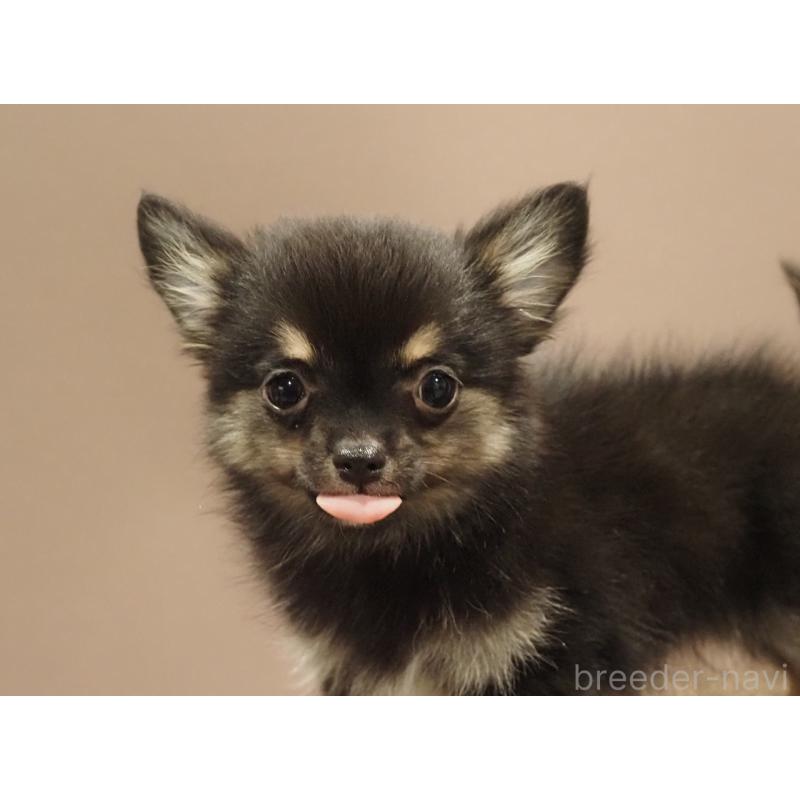 販売中の愛知県のチワワ(ロングコート)-433298の2枚目