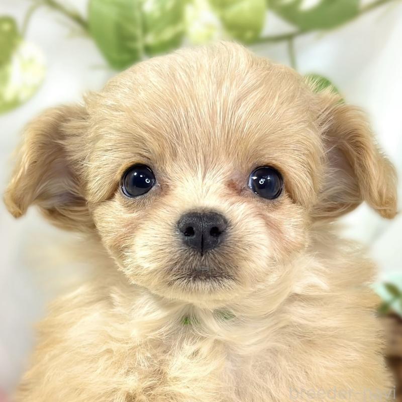 販売中の滋賀県のチワプー:チワワ×トイプードル-439699