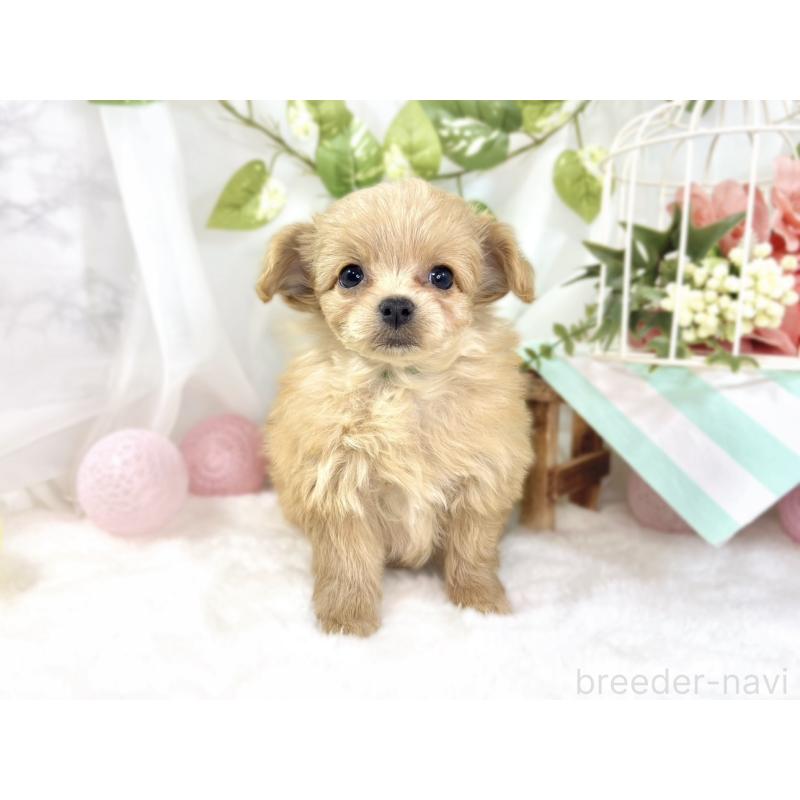 成約済の滋賀県のチワプー:チワワ×トイプードル-439699の4枚目