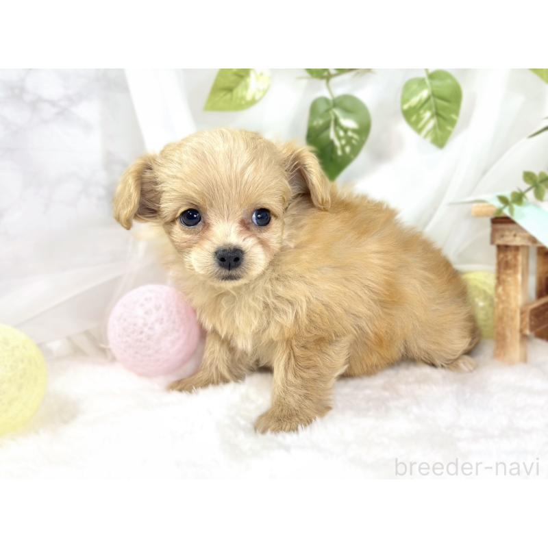 成約済の滋賀県のチワプー:チワワ×トイプードル-439699の2枚目