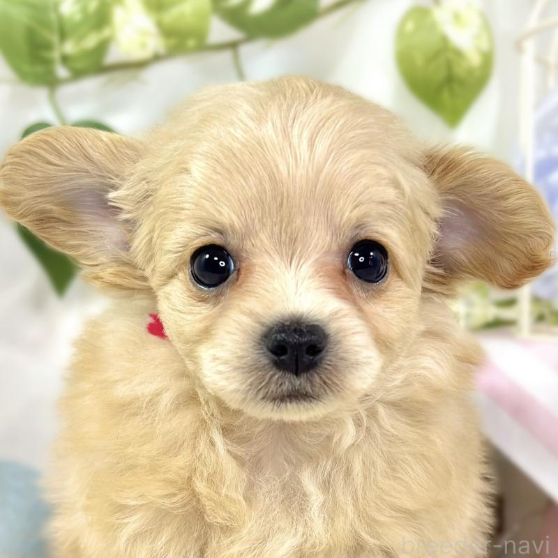 販売中の滋賀県のチワプー:チワワ×トイプードル-439704