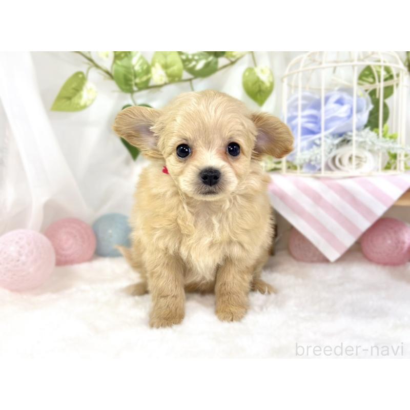 成約済の滋賀県のチワプー:チワワ×トイプードル-439704の4枚目