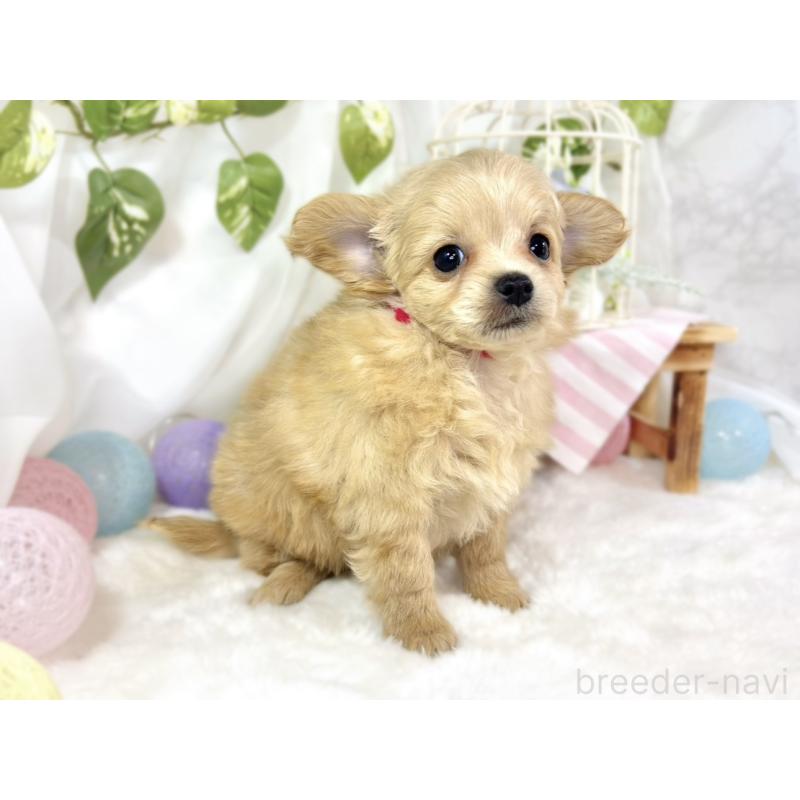 成約済の滋賀県のチワプー:チワワ×トイプードル-439704の3枚目