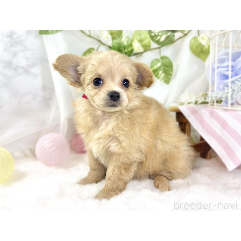 成約済の滋賀県のチワプー:チワワ×トイプードル-439704の2枚目