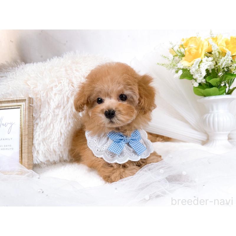 成約済の大阪府のタイニープードル-436953の2枚目