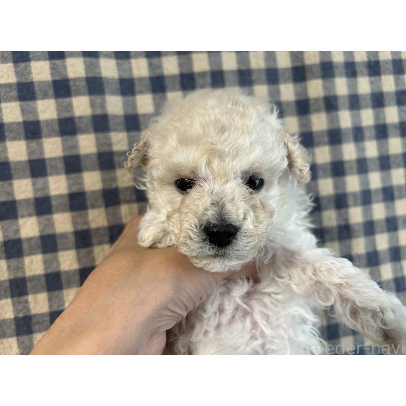 販売中の広島県のトイプードル-441186の4枚目